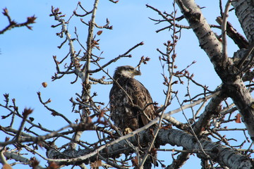 Majestic Eagle In The Tree, Gold Bar Park, Edmonton, Alberta