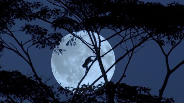 Silhouette of monkey climbing on tree trunks and branches slightly swaying in wind against giant full moon on background. Beautiful scene with night activity in tropical forest. Camera stays still.