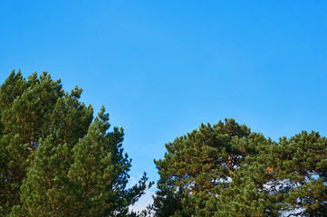 Blue sky against the tops of trees in sunny weather.