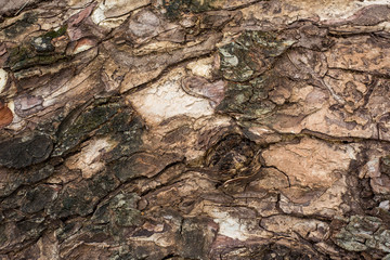 Old Wood Tree Texture Background