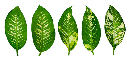 Leaves Calathea ornata pin stripe background White Isolate