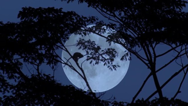 Silhouette of monkey climbing on tree trunks and branches slightly swaying in wind against giant full moon on background. Beautiful scene with night activity in tropical forest. Camera stays still.