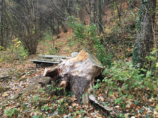 Stump in forest in Alps autumn. Austria