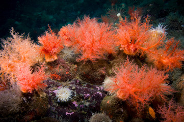 Fototapeta na wymiar Scarlet psolus underwater in the St. Lawrence River