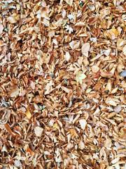 Leaves autumn background