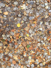 Leaves autumn background