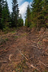 Partially destroyed forest in Germany, Black Forest