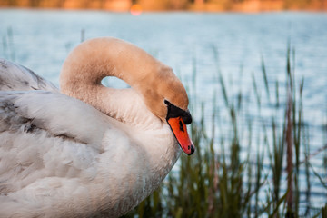 Closeup of a head of a cute white swan with lake water background and warm colorful sunset summer light