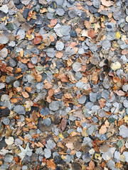 Leaves autumn background