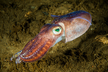 Lesser bobtail squid underwater in the Saguenay Fjord in Canada 