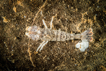 Sand Shrimp underwater in the St. Lawrence River