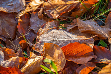 Frozen leaves on the ground