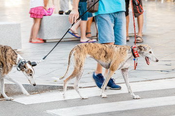 Two greyhound tiger breed dogs whippets with owner walking at the city street