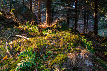 Fototapeta premium Black Forest in Germany