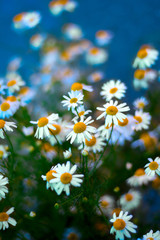 Fototapeta premium chamomile blooming flowers blurred blue background