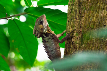 Boyd's Forest Dragon