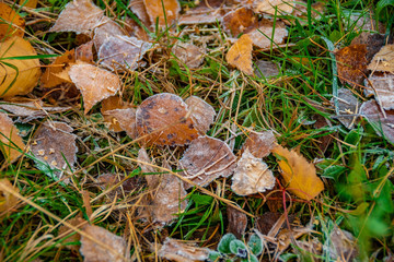 Frozen leaves on the ground