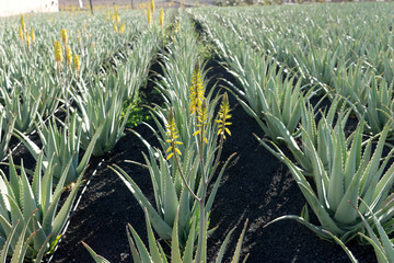 Aloe vera plants on the farm in Fuerteventura. Canary Islands. Spain