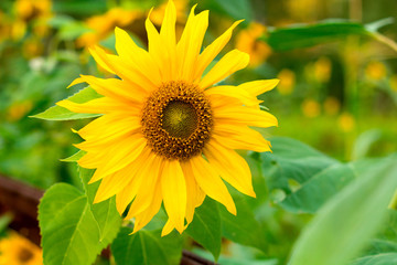 close up sunflower on a field