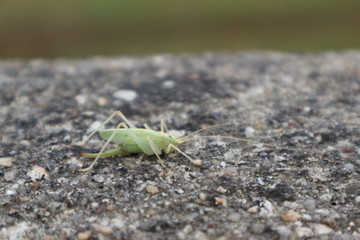 Green grasshopper on the stone