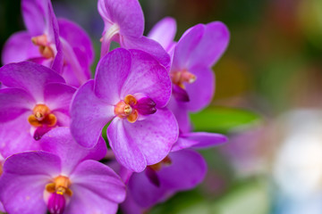 Fototapeta na wymiar Beautiful purple Phalaenopsis orchid flowers with natural background.