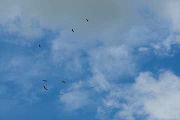 a flock of birds on sky