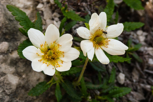 Camedrio alpino (Dryas octopetala),fioritura alpina