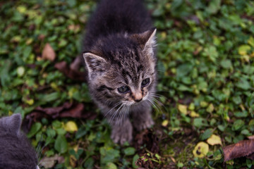 Cute newborn cat posing