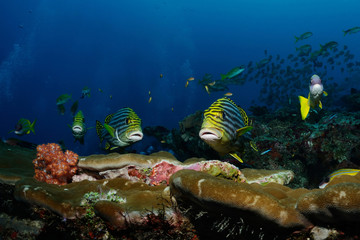 In the first row / Sweetlips (yellowbanded sweetlips) are swimming over the reef, North Male Atoll, Maldives
