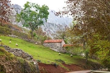 Paisaje otoñal de Cabrales con ovejas y casa de piedra