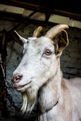 goat with horns on farm