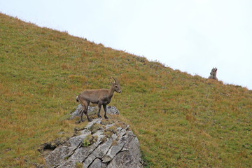 Etagne, femelle bouquetin et son petit