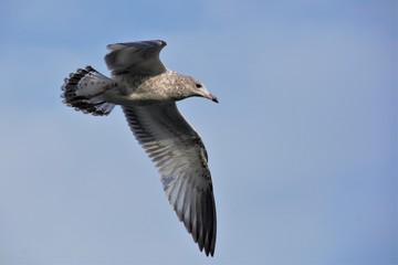 Birds, Flying, Nature, Sky, Animals