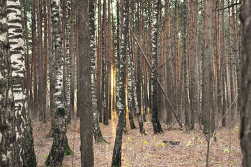 background of pine forest in autumn