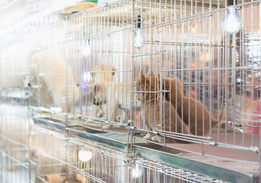 Puppy In A Cage For Selling In The Pet Market,People Buying Pets From Pet Store