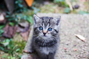 Obraz premium Cute newborn cat posing