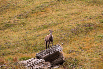 Etagne, femelle bouquetin