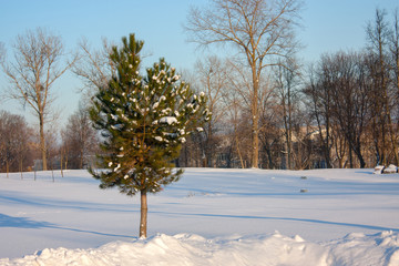 Winter day in a snow-covered park. A young pine covered with snow.