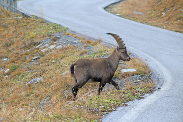 Bouquetin traversant la route...