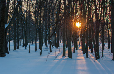 The setting sun in a snowy park.