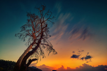 Early morning. Lonely dead tree at mediterranean coast, Turkey.