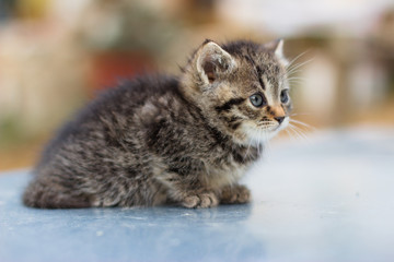 Cute newborn cat posing