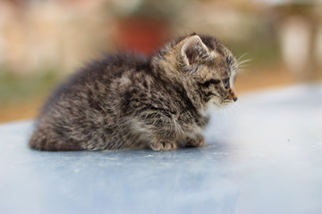 Cute newborn cat posing