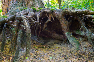 underground tunnel of big bare roots under a tree in the forest