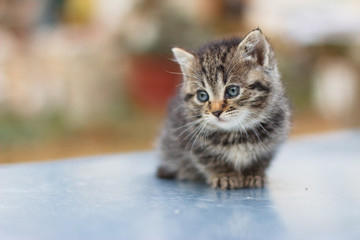 Fototapeta premium Cute newborn cat posing