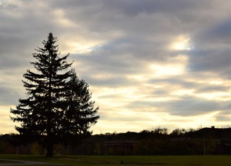 Evergreen Tree against cloudy sky