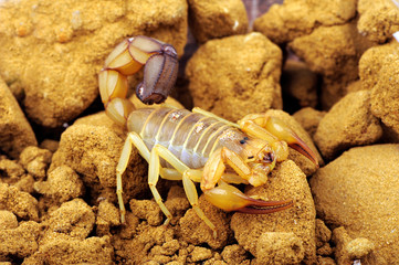 Skorpion (Androctonus australis) - scorpion