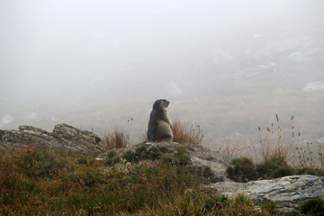 Marmotte sous la nebbia