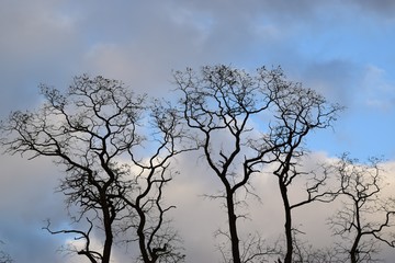 Trees against the sky