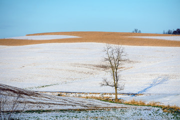 lonely tree in a field after the first snow